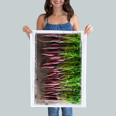 Red carrots on a cutting-board kitchen towel. Red carrots from farmers market. beautiful color carrots. Photography by Pauline Stevens. Hostess Gift. 19" x 28" (7891124846815)